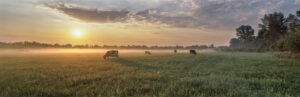 cows grazing on a farm