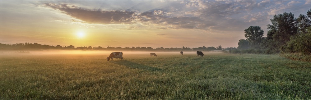 What If My Injury Happened on an Elk Grove Farm?